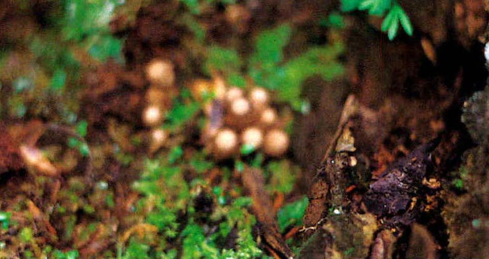 Lycoperdon fusiforme Zang